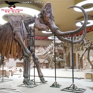 Animatronic Dinosaur Bone And Skeleton Outdoor Scientific And Educational Museum