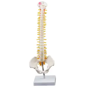 GelsonLab HSBM-110 45CM columna vertebral humana con un modelo pélvico anatómicos humanos anatomía columna modelo médico columna vertebral modelo - Product Image 1