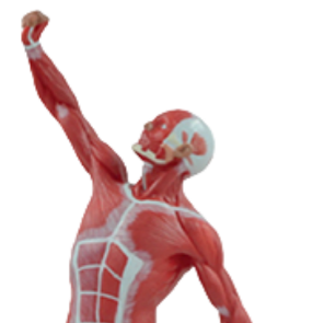 แบบจำลองกายวิภาคศาสตร์รูปร่างมนุษย์ขนาดใหญ่ 50 ซม. คุณภาพสูง สีสันสดใส ขนาด 1/4 ของจริง 1 ชิ้น สำหรับการเรียนการสอนทางการแพทย์ - Product Image 2