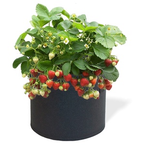 Noir Feutre de Jardin Planteur Tissu Hydroponique Plante Pot de <span class=keywords><strong>Culture</strong></span> de Légumes Sac Fleur Pots de <span class=keywords><strong>Culture</strong></span> - Product Image 2