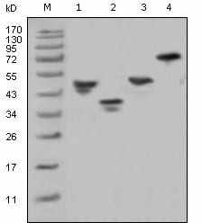 Anticuerpo Monoclonal Promabio para la Actina Alfa de Músculo Liso, Modelo 20033, Origen CN - Product Image 2