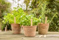 Étiquettes de plantes en bois Ensemble de 40 marqueurs de jardin écologiques pour plantes en pot