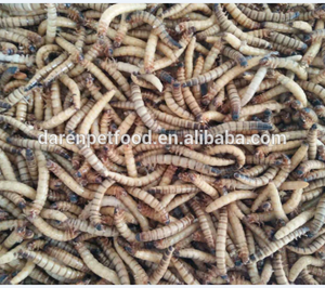 Alimentador congelado supergusanos para mascotas pájaros lagartos Geckos erizos camaleones hámster golosinas y cebo de pesca al por mayor - Product Image 6