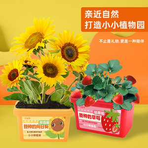 Boîte d'observation des plantes Xiaohua pour enfants, kit de culture DIY, kit de graines de tournesol et de fraises, jouet d'exploration de la nature pour enfants - Product Image 1