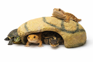 Grande Grotte de Reproduction pour Reptiles, Abri de Baignade au Soleil pour Dragons Barbus, Geckos, Serpents, Tortues, Décoration de Terrarium - Product Image 1