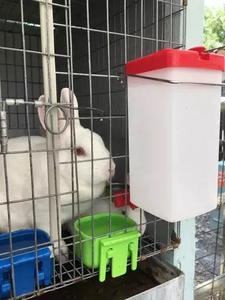 Automatische DIY-Bewässerung Metall trinker becher für Kleintiere/Haustier/Hase/Frettchen/Huhn/Hamster/Meers chweinchen/Kaninchen/Chinchilla-Wasser - Product Image 6