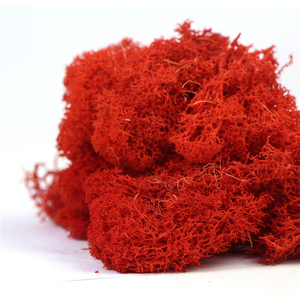 High Quality Preserved &amp; Real Moss for Valentine's Day Christmas &amp; Graduation Decorations Eco-Friendly Indoor/Outdoor Use - Product Image 5