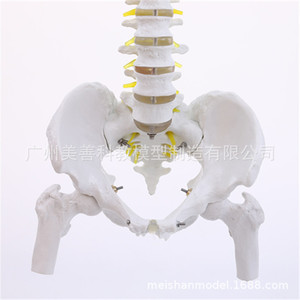 Modèle squelettique médical 1:1 pour l'exercice de la rééducation osseuse, modèle de structure squelettique de la colonne cervicale et lombaire - Product Image 5