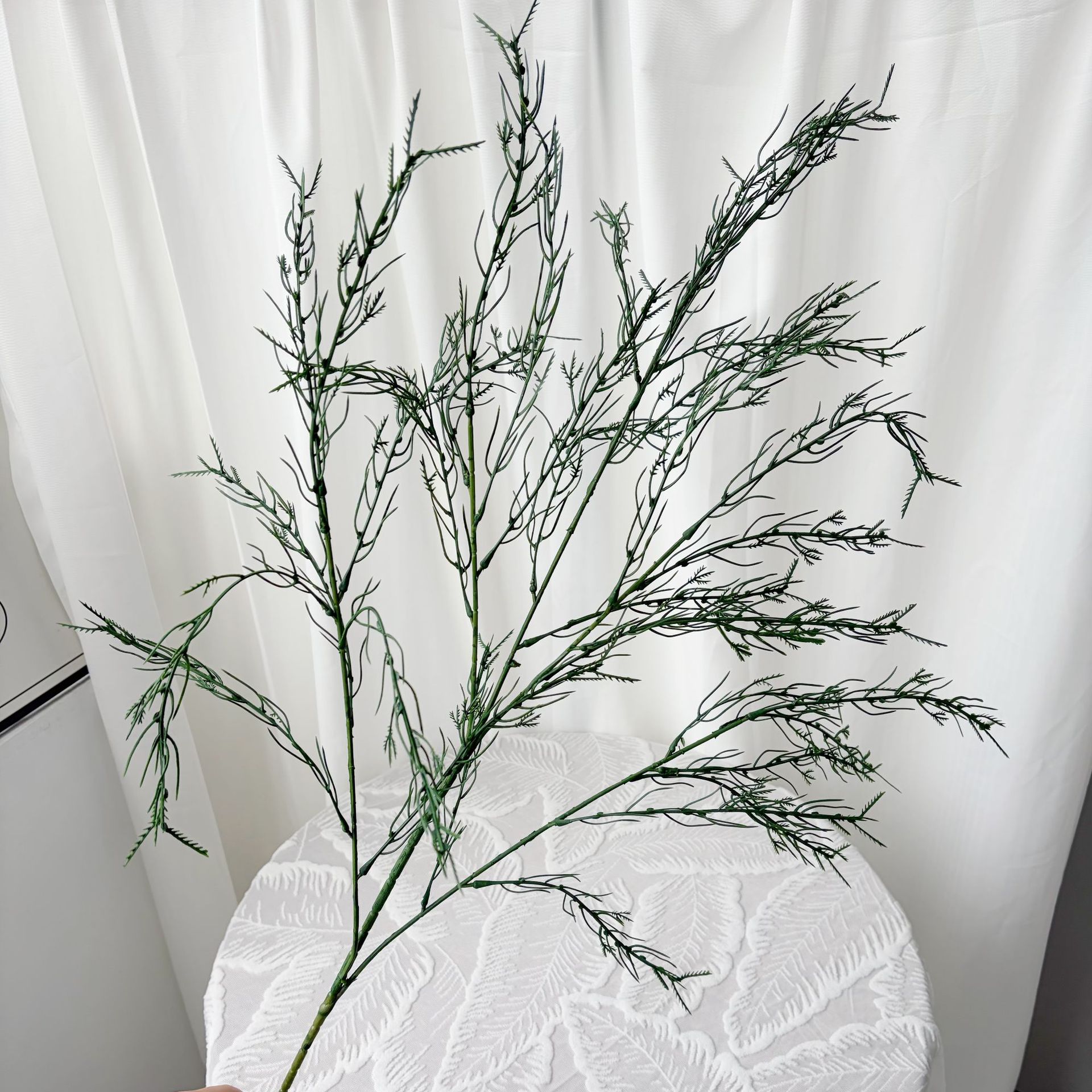 34 ชิ้นตัดของหน่อไม้ฝรั่งพันธุ์ Cochinchinensis (ย้อมสี)