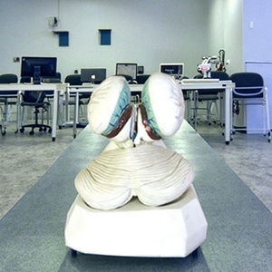 Modello Anatomico dell'Organo del Corpo Umano del Quarto Ventrice con Tessuto Coroidale e Plexo Coroidale per Formazione Medica - Product Image 4