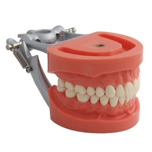 <span class=keywords><strong>Modello</strong></span> Dentale Approvato dalla Fabbrica con Denti Rimovibili, <span class=keywords><strong>Modello</strong></span> di Studio Standard con Gengiva Rossa Morbida per Scienza Medica CE/ISO - Product Image 6