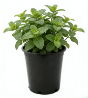 Pots de pépinière ronds en PP noir de 1 à 15 gallons avec trous de drainage, écologiques, durables, pour plantes d'intérieur/extérieur