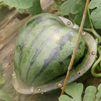 Groothandel Herbruikbare Transparante 17 CM Pompoen Watermeloen Sapodilla Vormgevingsgereedschap Hartvormige Plastic Groeiende Vormgevende Mal