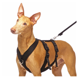 カスタムの新しい豪華な調節可能なグレイハウンドペット犬のハーネスとリーシュセットナイロン犬の首輪ナイロンクイックフィットハーネスプリントパーソナライズ