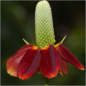 Pacchetto grande <span class=keywords><strong>da</strong></span> 2 once 30,000 + tutte le <span class=keywords><strong>piante</strong></span> <span class=keywords><strong>perenni</strong></span> miscela di <span class=keywords><strong>fiori</strong></span> selvatici stile Country 16 specie varietà di <span class=keywords><strong>piante</strong></span> <span class=keywords><strong>perenni</strong></span> alla rinfusa - Product Image 4