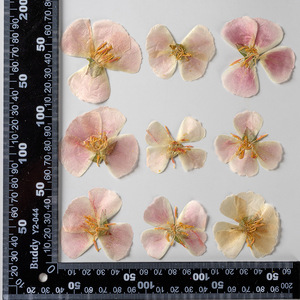 หน้ากาก Godetia Farewell To Spring ทำบัตรเครื่องประดับเรซินพืชธรรมชาติเป็นมิตรกับสิ่งแวดล้อมจริงกดดอกไม้ - Product Image 5