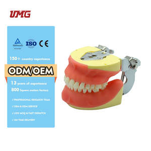 Modèle synthétique <span class=keywords><strong>de</strong></span> formation chirurgicale dentaire pour <span class=keywords><strong>la</strong></span> chirurgie buccale - Product Image 3