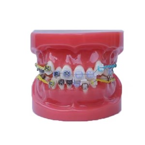 Đào Tạo Sử Dụng Nha Khoa Răng Giảng Dạy Mô Hình Chất Lượng Cao Nha Khoa Typodont Chức Năng Nha Khoa Chỉnh Hình Răng Mô Hình Mà Không Có Khung - Product Image 5