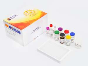 E1019Hu มนุษย์ <span class=keywords><strong>Hepcidin</strong></span> ชุด Hepc Elisa - Product Image 3