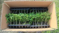 Dôme d'humidité de plateau de 72 cellules 1020 avec deux évents Plateaux de démarrage de plateau de prise pour la germination des semis