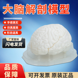 Modèle d'anatomie du cerveau : naturel, grand format, hémisphères du tronc cérébral humain détachables en 3 parties - Modèle pédagogique et de démonstration - Product Image 4