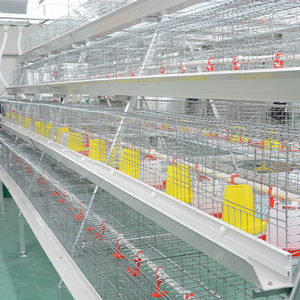 Cage d'Élevage Automatique pour Poussins, Batterie d'Éleveuse pour Poussins d'un <span class=keywords><strong>Jour</strong></span> et Jeunes Poulets de Chair - Product Image 6