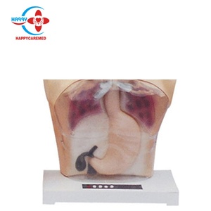 แบบจำลองการล้างกระเพาะอาหาร HC-S116 /หุ่นจำลอง/หุ่นฝึกปฏิบัติ พร้อมกลไกโปร่งใสพร้อมคำเตือน - Product Image 2