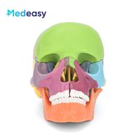 Modelo de Cráneo Humano Desmontable de 15 Partes a Escala 2:1 de Medeasy, Modelo Anatómico de Cráneo Médico de Tamaño Mini