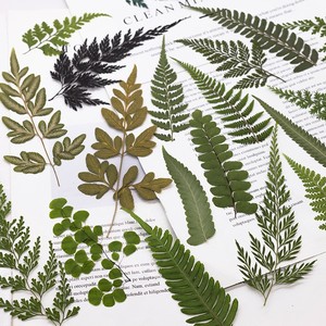 500 pièces/paquet <span class=keywords><strong>de</strong></span> marque-pages en feuilles <span class=keywords><strong>de</strong></span> <span class=keywords><strong>fougère</strong></span> sauvages pressées, artisanales, réalistes, durables, naturelles, pour cadre, remise <span class=keywords><strong>de</strong></span> diplôme, Nouvel An - Product Image 6