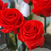 Großhandel Konservierte Rote und Weiße Langstielige Echte Rosen Ewige Blumen für Immer Haltend Valentinstag Geschenkblumen