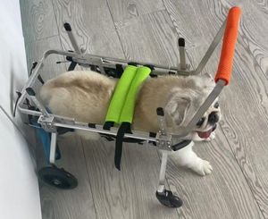 <span class=keywords><strong>Silla</strong></span> <span class=keywords><strong>de</strong></span> <span class=keywords><strong>Ruedas</strong></span> Económica <span class=keywords><strong>de</strong></span> 2 <span class=keywords><strong>Ruedas</strong></span> <span class=keywords><strong>para</strong></span> <span class=keywords><strong>Perros</strong></span> Grandes, Carrito <span class=keywords><strong>para</strong></span> Mascotas XL <span class=keywords><strong>para</strong></span> Patas Delanteras y Traseras - Product Image 6