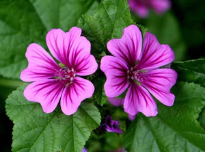 Naturale di alta qualità estratto di fiori di <span class=keywords><strong>Malva</strong></span> Sylvestris estratto di <span class=keywords><strong>Malva</strong></span> - Product Image 2