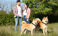 Neues Hunde trainings halsband mit Piepton vibration und Schock mit GPS-Hunde zaun Drahtloser Hunde zaun