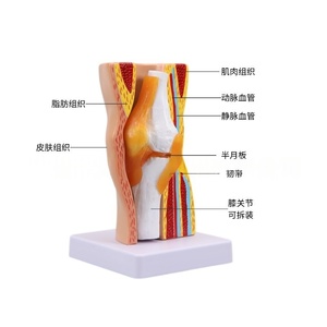 Modèle amovible d'articulation du <span class=keywords><strong>genou</strong></span> de la science médicale avec modèle de démonstration musculaire des ligaments - Product Image 2