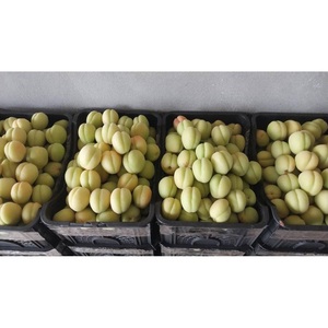 Amandes vertes fraîches de qualité supérieure, jeunes amandes croustillantes, saveur naturellement fraîche, produit saisonnier unique pour les importateurs - Product Image 1