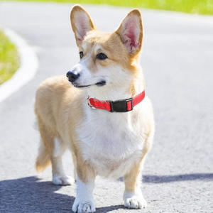 Collares Ajustables para Perros Grandes y Cachorros, de Poliéster Trenzado Reflectante y Resistente a Explosiones - Product Image 1