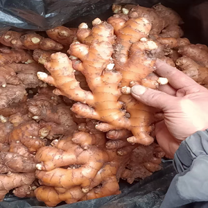 Gingembre Vieilli 25kg, Frais et Brut, Deux Gommes Jaunes de Gingembre et Curcuma en Forme de Cube, Cultivé à Domicile et Fraîchement Récolté en Chine Continentale pour la Cuisine - Product Image 2