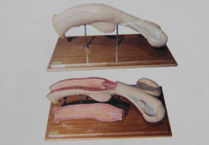 医学のための牛の正確な高度なPVC等身大自然な色の解剖学的モデル学生は動物の解剖学を研究します - Product Image 4