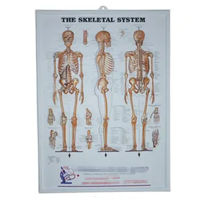 Fabrika kabartmalı 3d PVC grafik tıbbi İdrar yolu grafik anatomisi grafik posteri