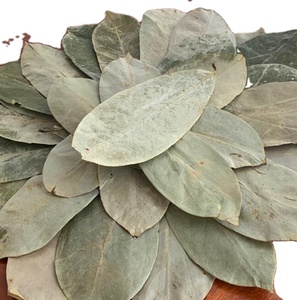 Nueva Colección de Hojas de Guanábana Secas Naturales Deshidratadas, Beneficios para la Salud, Té - Product Image 2