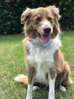 Collier pour chien et chat en coton doux et confortable avec nœud papillon, style unique, cadeau pour animaux de compagnie, 6 tailles