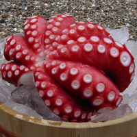 Poulpe Vulgaris de l'Océan Est Frais Congelé en Gros, Cuit Entier, Emballage IQF, Certifié HACCP/ISO, Prêt à Consommer, 4-10 Pièces/10 KG