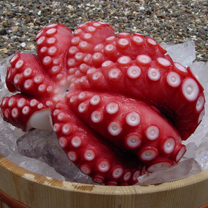 Mariscos Congelados al por Mayor, <span class=keywords><strong>Pulpo</strong></span> Vulgaris del Océano Oriental, Cocido, Entero, envasado IQF, Certificado HACCP/ISO, Listo para Comer, 4-10P/10KG - Product Image 2