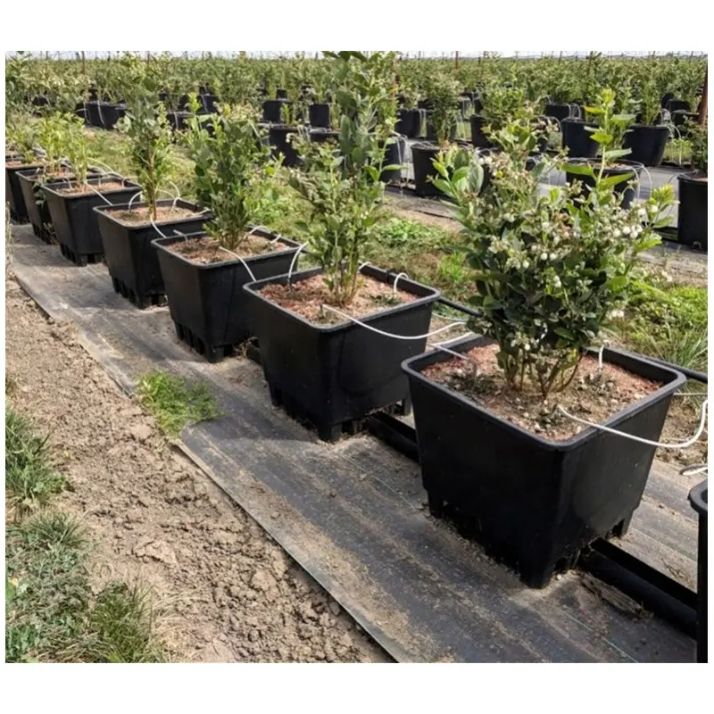 Hidroponia preço do efeito estufa crescer estufa hidropônico Blueberry Grow Pots Balde