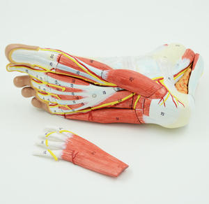 Kaki Model Anatomi Anatomi Regional Kaki dengan Neurovaskular Ligamen Anatomi Sendi Pergelangan Kaki Otot Pembuluh Darah Ligamen - Product Image 4