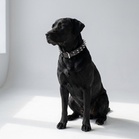 Collier pour chien en cuir pleine fleur anti-morsure à pointes, vente en gros, directement de l'usine, collier tactique robuste pour animaux de compagnie