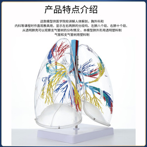 Modèle de poumon, modèle d'anatomie transparente du segment pulmonaire, structure du système bronchique des poumons gauche et droit, enseignement du système respiratoire - Product Image 4