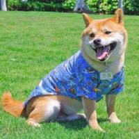 Pakaian Hewan Peliharaan Golden Teddy Motif Hawaii Buah Nanas Pohon Kelapa Gaya Pantai Kemeja Kasual Anjing Kucing Pakaian Musim Panas