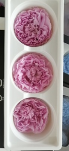 Fleur naturelle préservée en gros, rose Grand Austin, rose éternelle, tête <span class=keywords><strong>de</strong></span> pivoine éternelle pour coffret cadeau, <span class=keywords><strong>bouquet</strong></span> DIY - Product Image 4