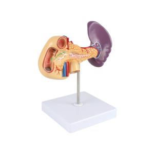 Anatomisch Model Alvleesklier, Milt En Twaalfvingerige Darm - Product Image 1